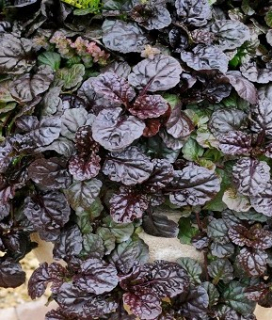 Ajuga reptans Black Scallop